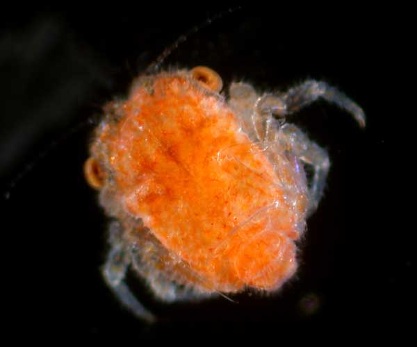 Megalopa of a dromiid crab (Hypoconcha spp.) collected from offshore plankton