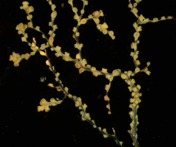 Colonial anemone overgrowing black coral, Charleston Bump, 2003 Ocean Explorer cruise