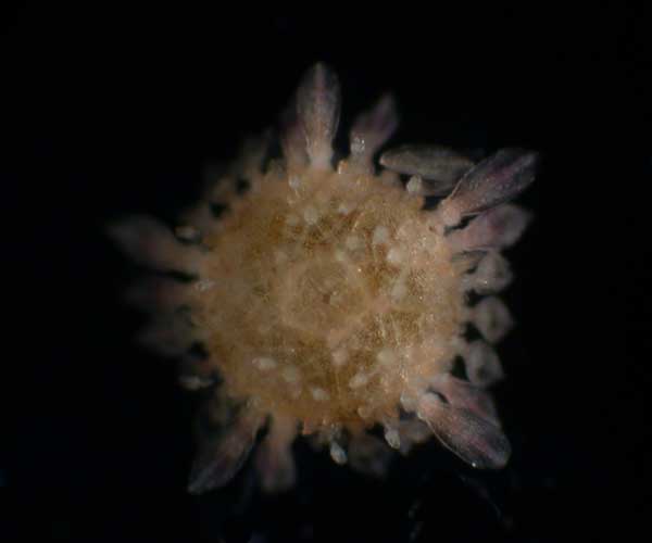 juvenile sea urchin from Charleston Harbor oyster reef