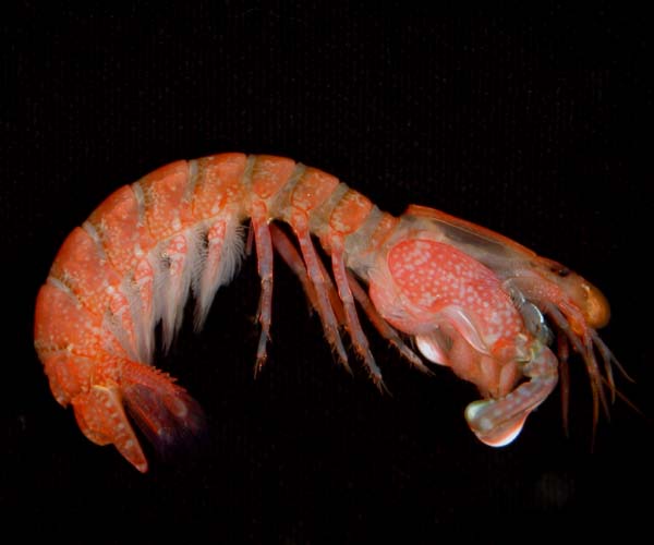 "smasher" stomatopod (mantis shrimp, thumbsplitter), off Bull Island, SC