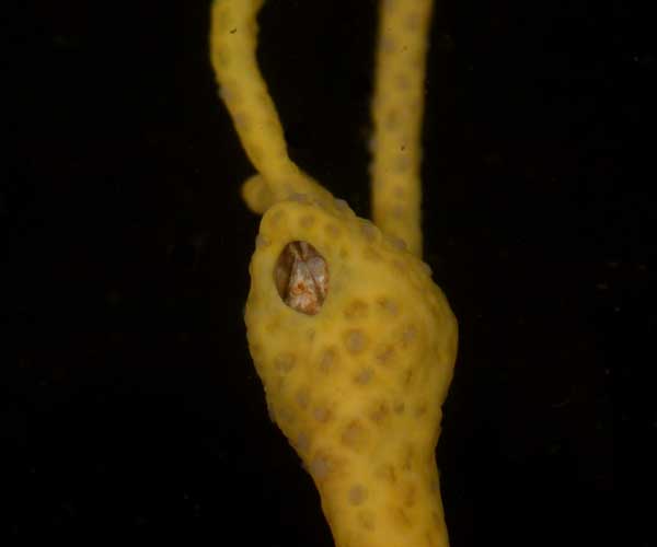 Conopea galeata (seawhip barnacle) associated with Leptogorgia virgulata (seawhip) from  Sullivan's Island, SC tidal creek