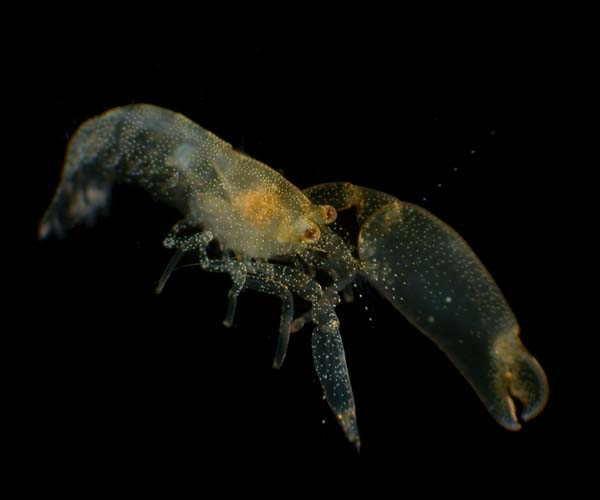 palaemonid shrimp from St. Augustine Scarp, 2004 ETTA cruise
