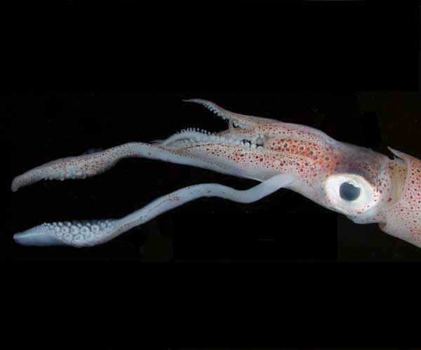 squid from offshore South Carolina