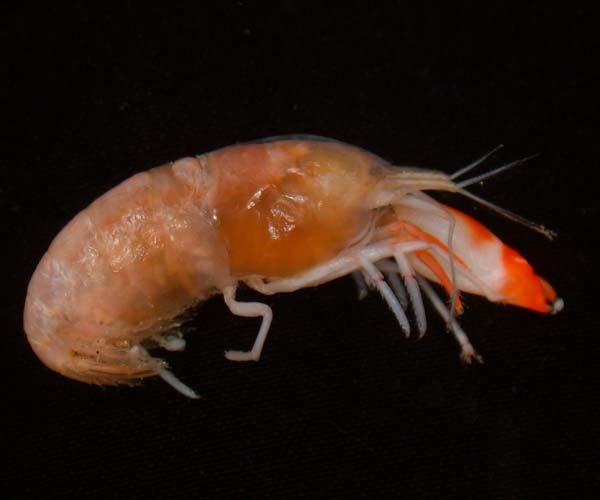 female Synalpheus minus (snapping shrimp), offshore SC