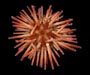 Arbacia punctulata (purple spined sea urchin) from off Charleston, SC