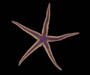 Astropecten articulatus (royal sea star) from off Ossbaw Island, Georgia
