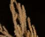 Chrysopathes sp. (black coral) from offshore St. Augustine, FL, OE 2004 ETTA cruise