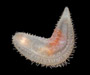 Pentamera pulcherrima from Folly Beach, SC