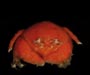 Cryptodromiopsis antillensis (hairy sponge crab) from off Hilton Head, South Carolina