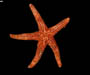 Echinaster sentus (spiny sea star)  from off North Inlet, Georgetown, South Carolina