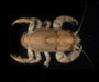 Euceramus praelongus  (olivepit porcelain crab) from Charleston Harbor, SC