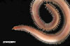 Glycera americana (bloodworm) from Charleston Harbor, SC