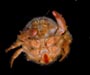 Hypoconcha spinosissima (spiny shellback crab) from off St. Helena Island, SC