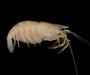 Macrobrachium ohione (Ohio shrimp) from Edisto River, SC 