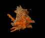 dorsal view of Macroceoloma camptocerum (Florida decorator crab) from off North Inlet, Georgetown, South Carolina