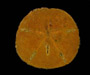 Mellita isometra (sand dollar) from off South Island, South Carolina