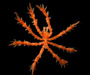 Nymphopsis duodorsospinosa (sea spider)