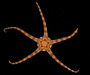 Ophiolepis elegans (brittlestar) from offshore Georgia, OE 2004 ETTA cruise
