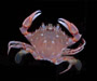 Ovalipes stephensoni (coarsehand lady crab), off Bull Island, South Carolina