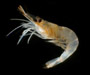 Palaemonetes vulgaris (marsh grass shrimp) from Charleston Harbor, SC