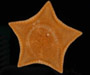 Peltaster nidarosiensis (batstar) from  Charlseton Bump, 2003 Ocean Explorer cruise