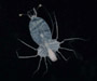 Phyllosoma larva (lobster larva)