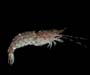 Sicyonia typica (kinglet rock shrimp) from offshore Edisto Island. SC