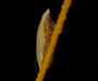 Simnialena uniplicata (single-tooth simnia) feeding on Leptogorgia virgulata (sea whip), Sullivan's Island tidal creek, SC