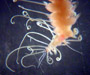 Syllid polychaete from Charleston Bump, 2003 Ocean Explorer cruise (photo by Jerry McLelland)