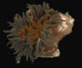 anemone (Bunodosoma cavernata) from Folly River, SC