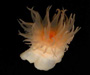 Solitary anemone from Charleston Bump, 2003 Ocean Explorer cruise