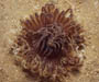 tube anemone from Gray's Reef National Marine Sanctuary