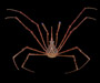 Stenorhynchus seticornis (arrow crab) from offshore Savannah, GA