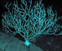 deep water Keratoisis sp. (bamboo coral) from offshore Georgia, OE 2004 ETTA cruise