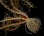 cirri and calyx of Pentametrocrinus atlanticus, offshore St. Augustine, FL, OE 2004 ETTA cruise