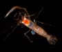 deep water gravid female Odontozona lopheliae from offshore Georgia, OE 2004 ETTA cruise