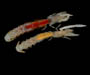 male and gravid female Callichirus major (Carolinian ghost shrimp) from Folly Beach, SC