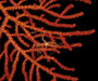 Ophiuroid (brittlestar) on octocoral, from St. Augustine Scarp, OE 2004 ETTA cruise 