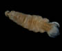 Parasitic isopod from offshore Florida