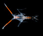 pelagic amphipod  Scina sp. from offshore Georgia plankton, OE 2004 ETTA cruise