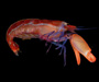 Alpheus formosus (striped snapping shrimp)from  off Sapelo Island, Georgia