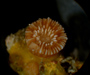 Paracyathus pulchellus (papillose cup coral) from offshore St. Augustine, FL, OE 2004 ETTA cruise