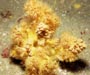 sponge/colonial zooanthid association, Gray's Reef National Marine Sanctuary (in situ)