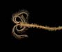 stalked crinoid (Democrinus sp.) colonized by anemones, offshore St. Augustine, FL, OE 2004 ETTA cruise