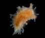 Sea slug Tritonia bayeri (unidentified subspecies) from offshore Charleston, South Carolina
