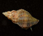 Urosalpinx cinerea (Atlantic oyster drill) from Charleston Harbor oyster reef