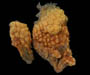 colonial ascidian from Gray's Reef National Marine Sanctuary