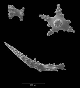 Bebryce parastella sclerites (image courtesy NMNH/S. Cairns)