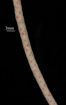 stem of Leptogorgia setacea