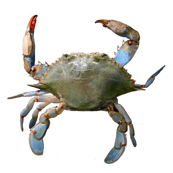 SCDNR - Blue Crab